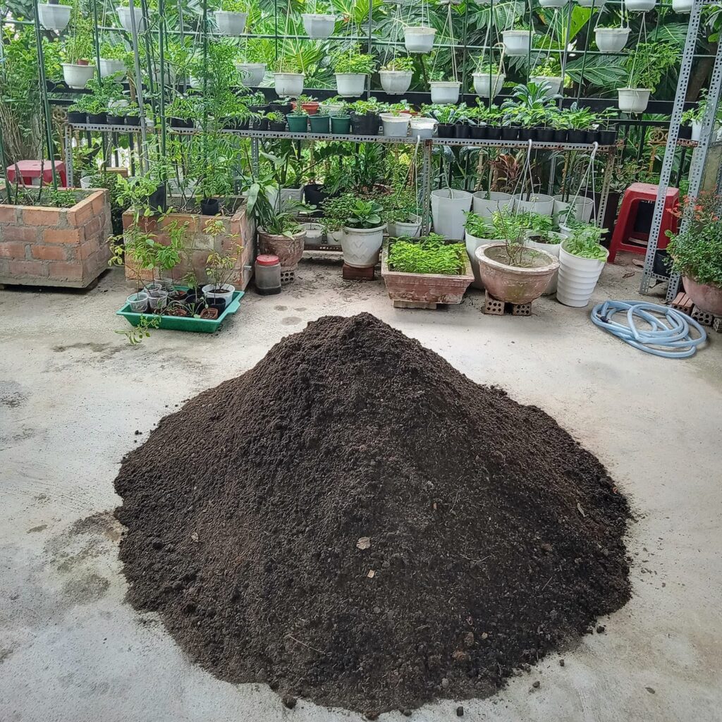 Rau ngót Nhật loại rau dễ trồng và nấu canh ngon 2 Cai tao dat trong rau huu co giau dinh duong toi xop va nhe