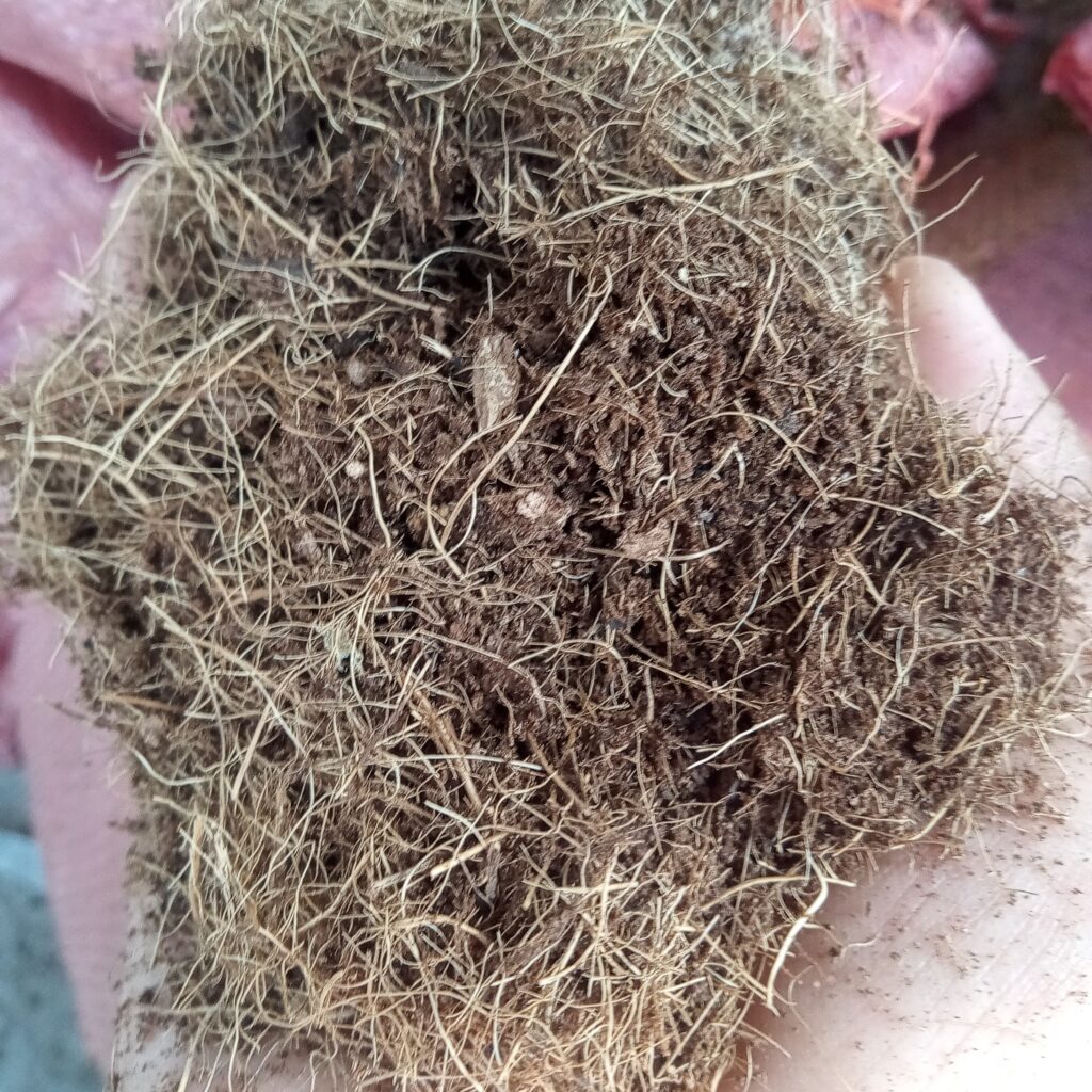 Xơ dừa hoai mục lợi ích khi sử dụng trồng rau và cây 4 xo dừa
