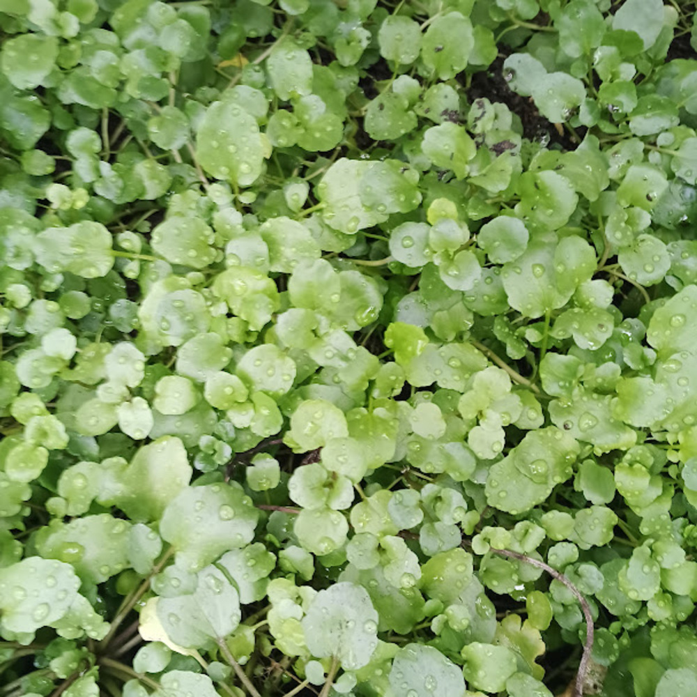 Những loại rau cần ít nắng trồng được dưới mái tôn 4 Những loại rau cần ít nắng