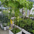 Trồng rau các động vật có lợi giúp kiểm soát sâu rầy 10 Chau trong rau an qua kich thuoc dai rong 50cm cao 40cm tro len