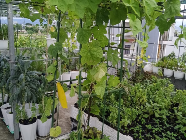 Chau trong rau an qua kich thuoc dai rong 50cm cao 40cm tro len