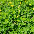 Co dau phong tao thanh tham xanh va no hoa vang vao mua he