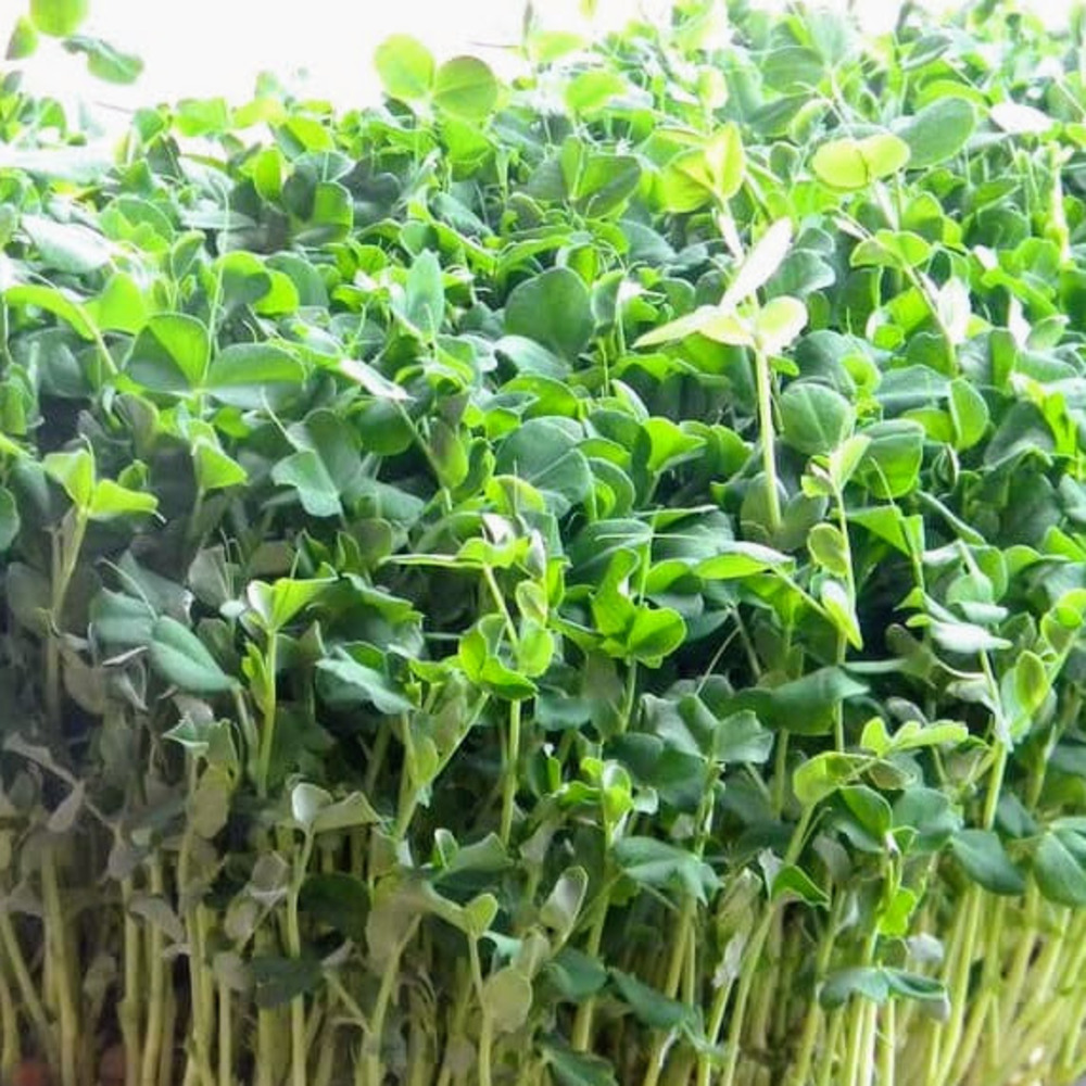 Những loại rau cần ít nắng trồng được dưới mái tôn 8 Dau Ha Lan loai rau an mam khong can nhieu anh nang