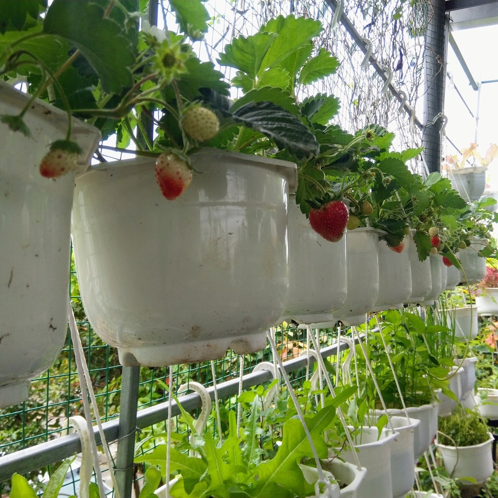 Những loại rau cần ít nắng trồng được dưới mái tôn 6 Dau tay trong chau treo thoe mua