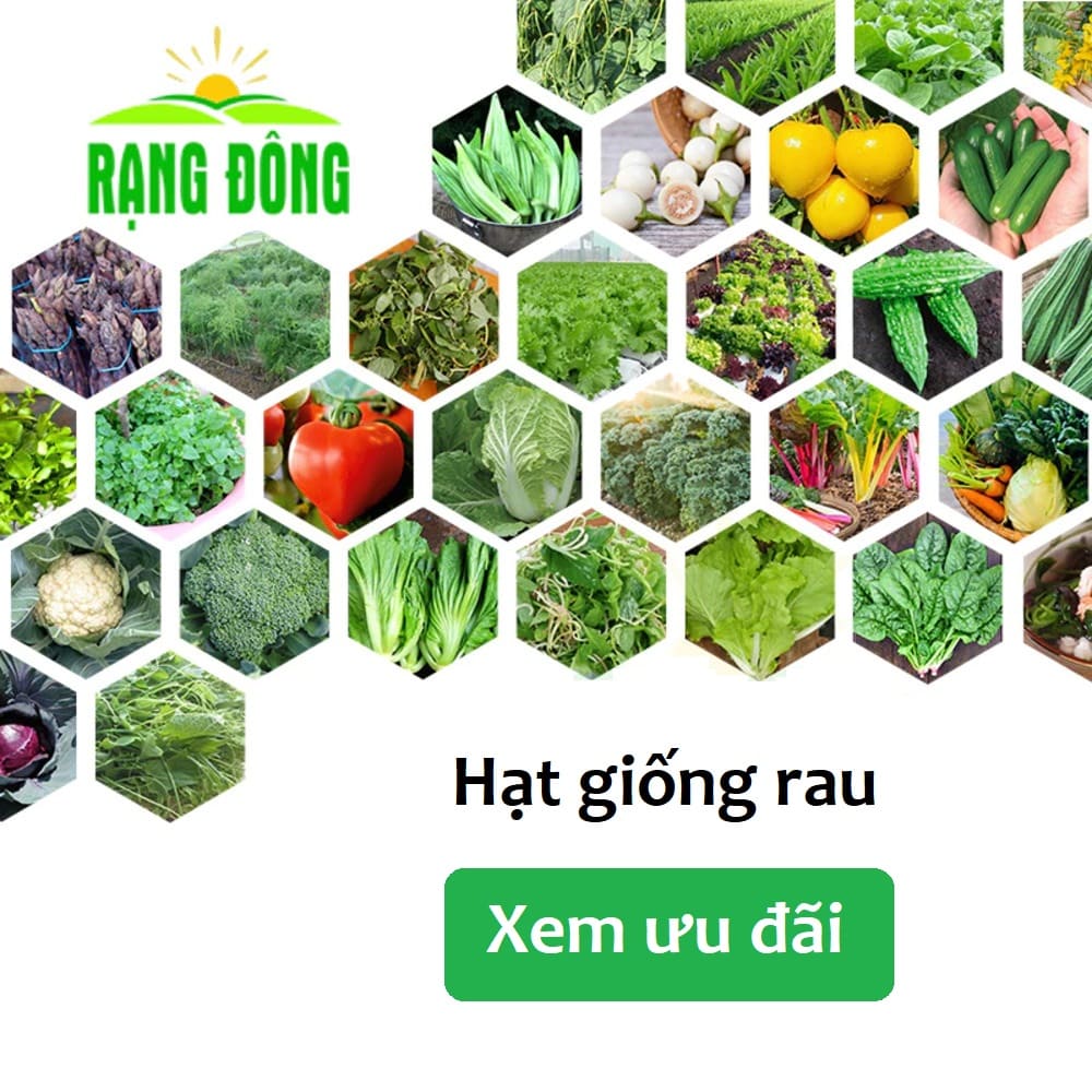 Hạt giống rau