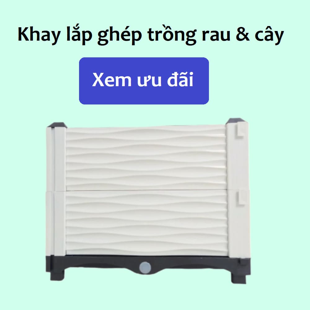 trồng rau