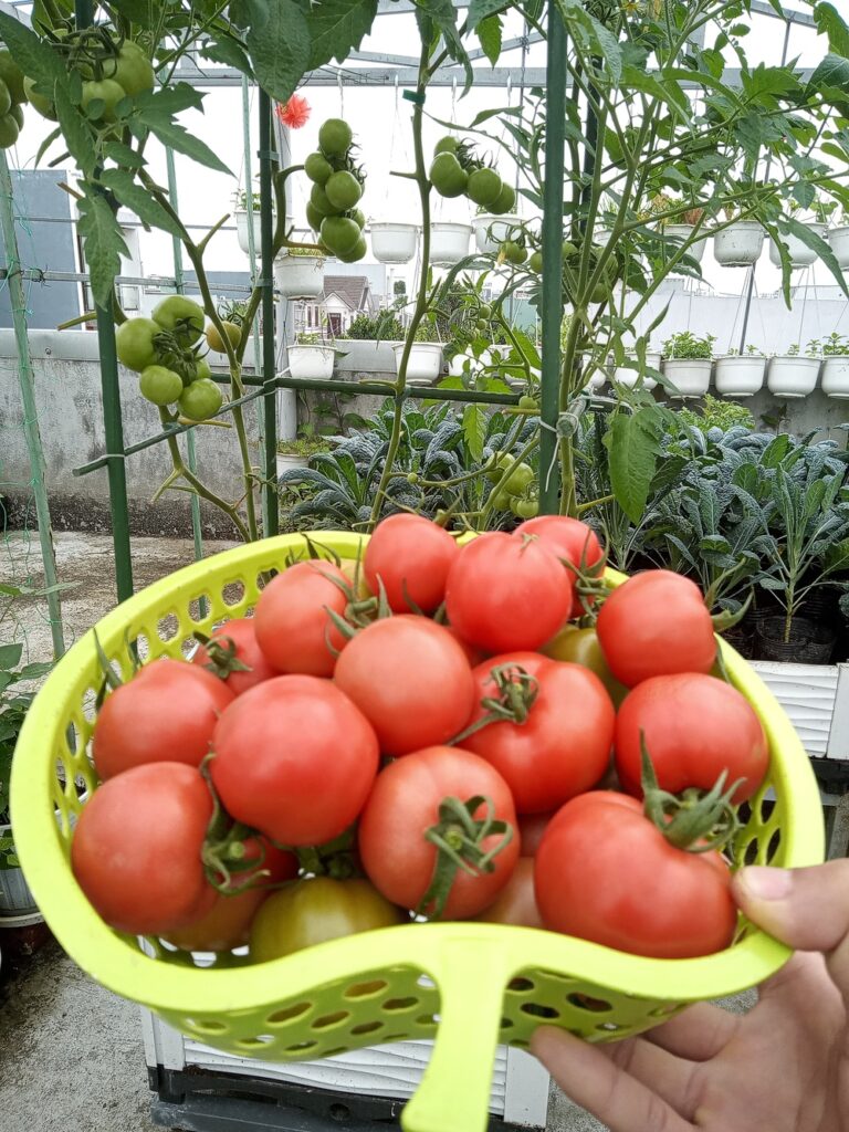 Học thiết kế vườn rau sân thượng