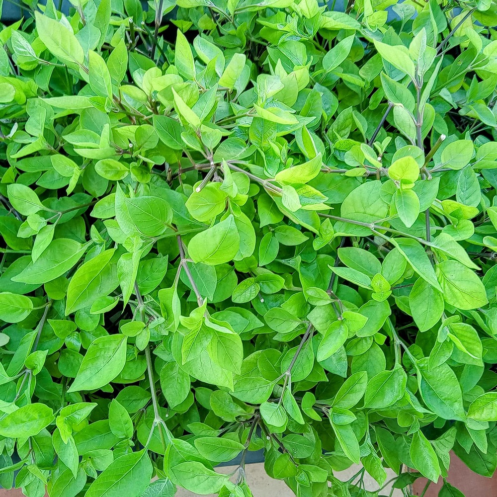 Những loại rau cần ít nắng trồng được dưới mái tôn 3 Những loại rau cần ít nắng