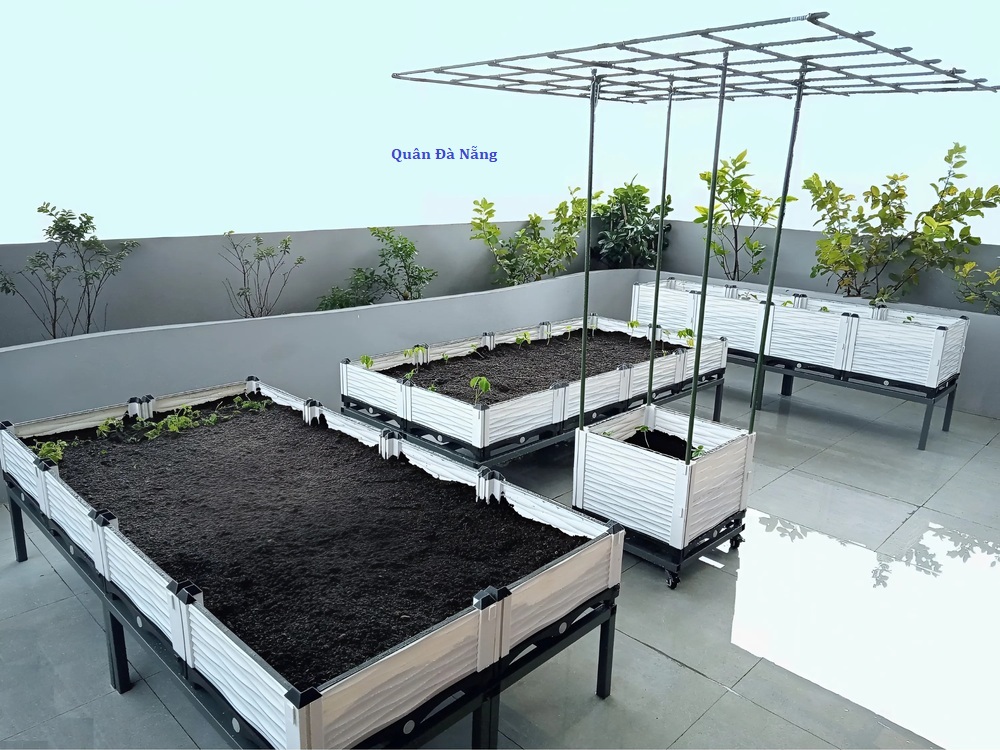 Học thiết kế vườn rau sân thượng