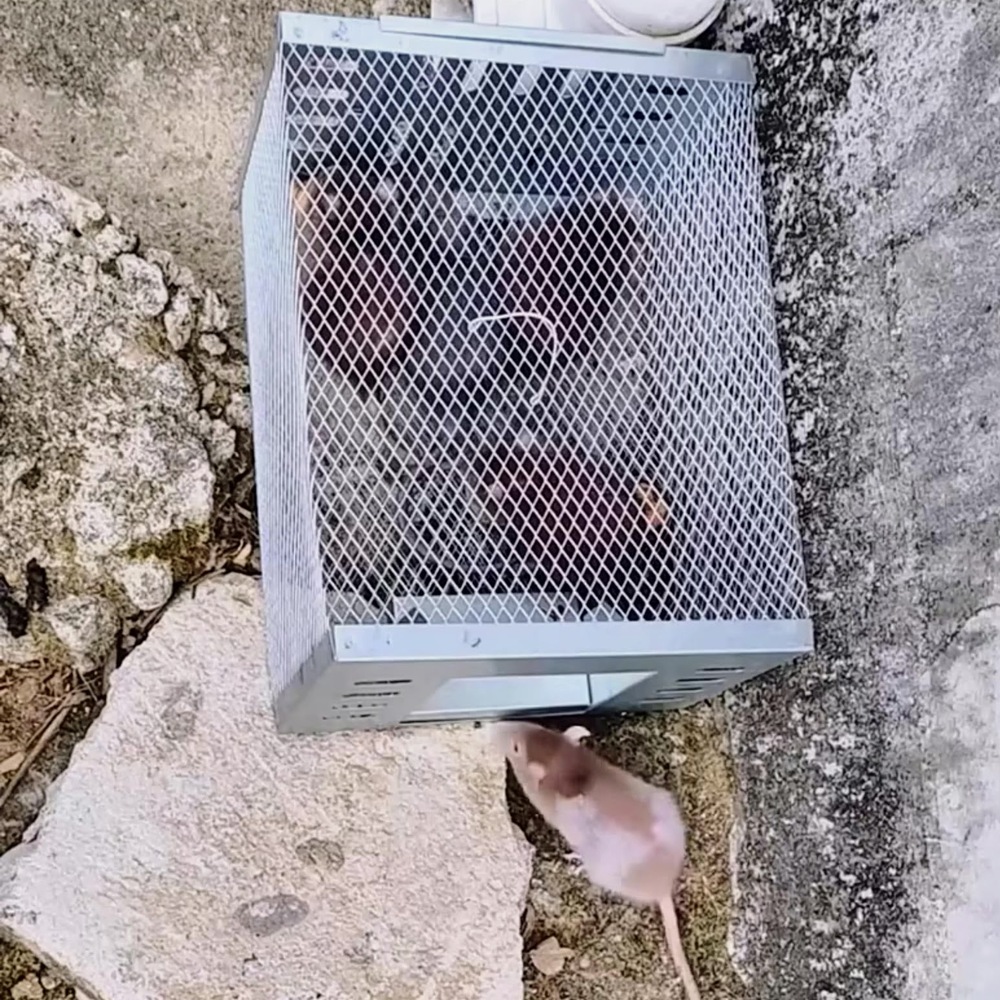 đuổi chuột hiệu quả