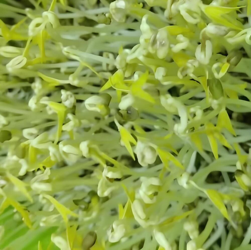 cách làm giá đỗ