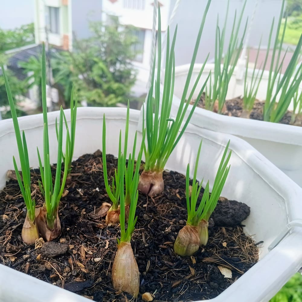 cách trồng hành lá