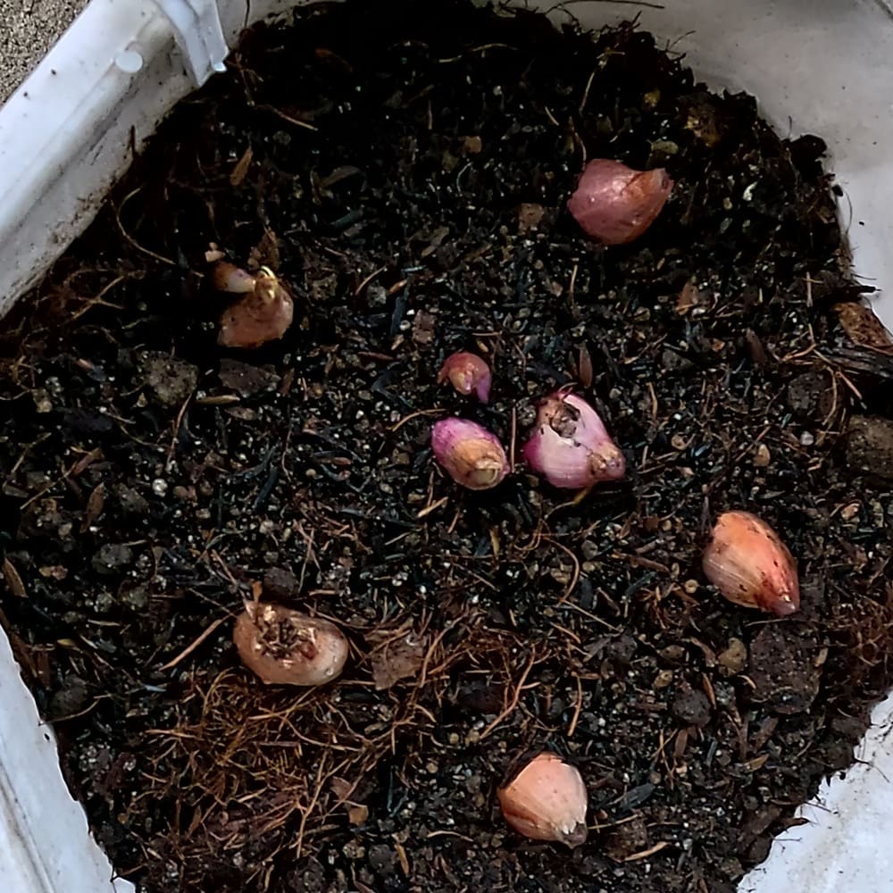 trồng hành lá tại nhà