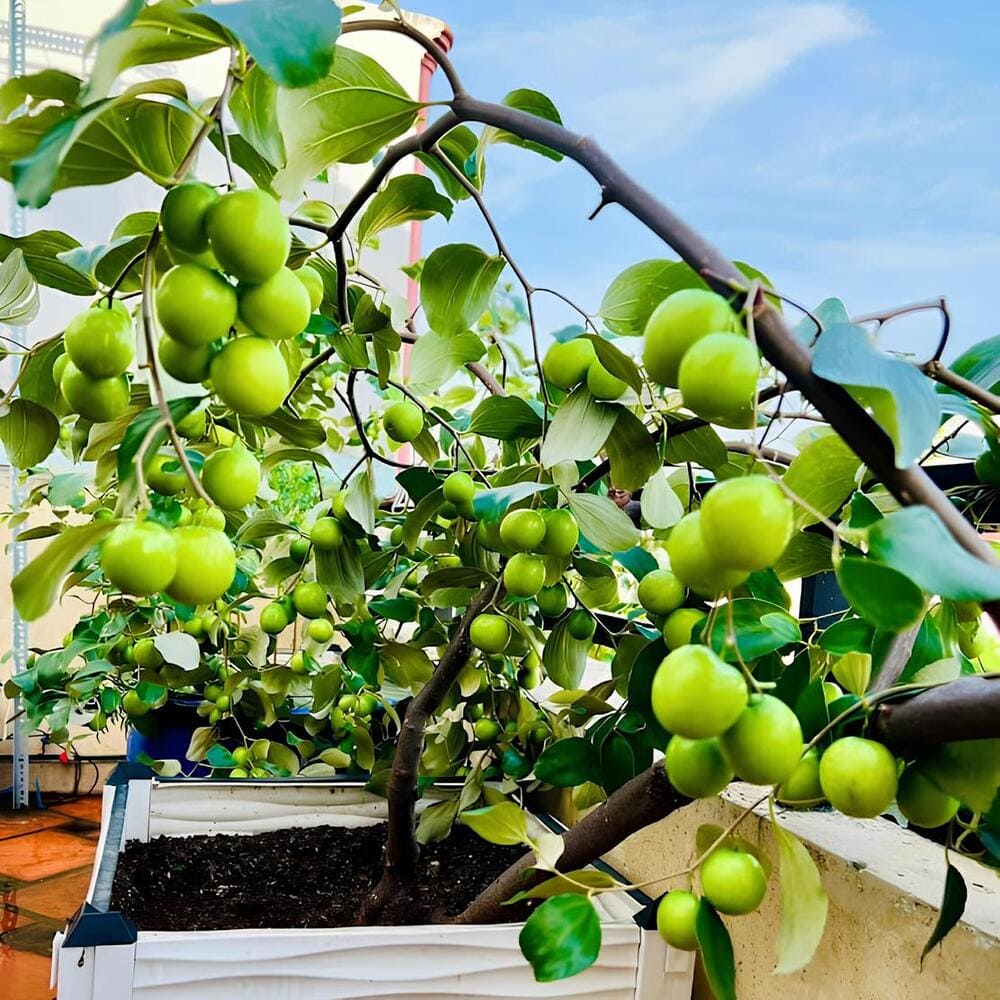 Cách trồng cây táo