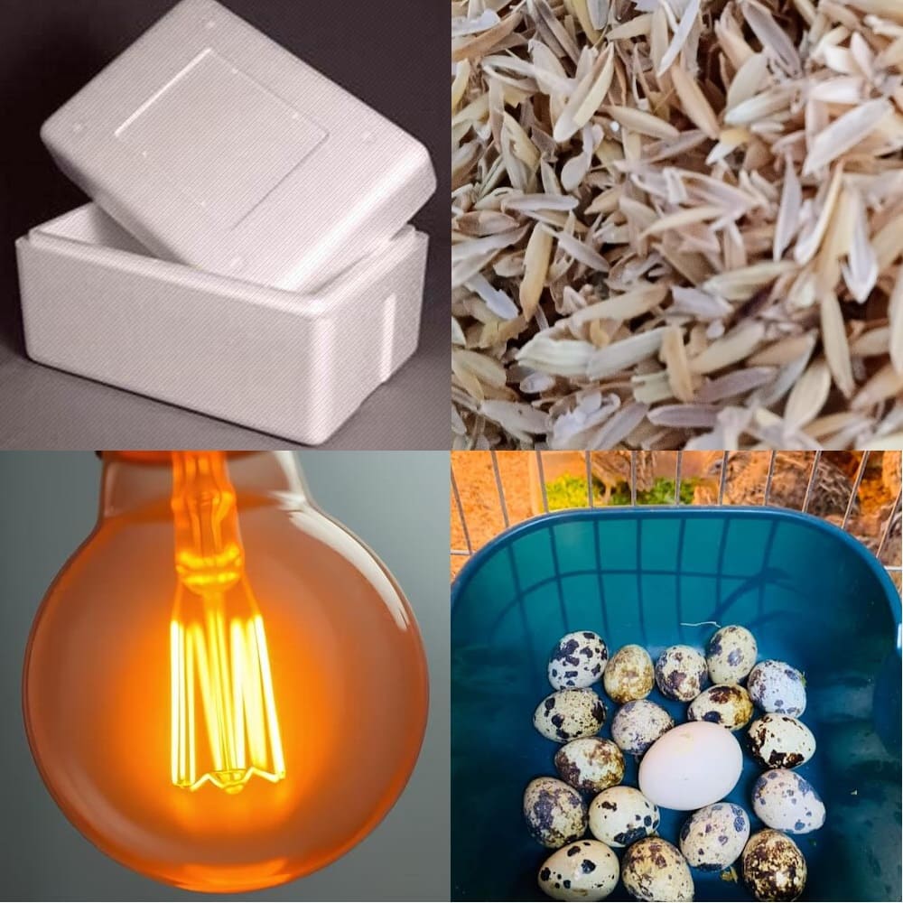 cách nuôi chim cút