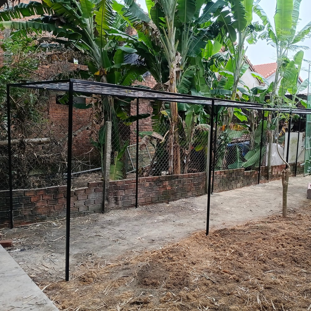 giàn trồng nho