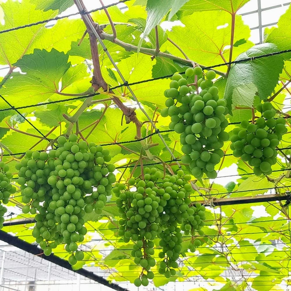 kỹ thuật trồng nho