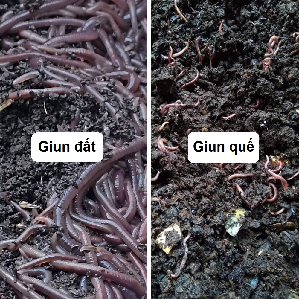 giun đất và giun quế