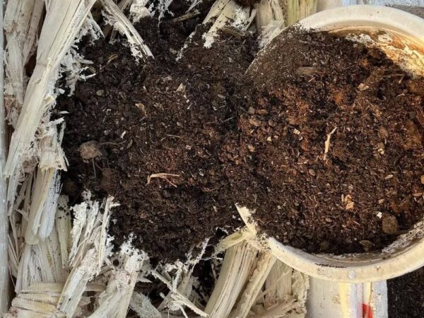 ba mia lot day chau trong rau 1