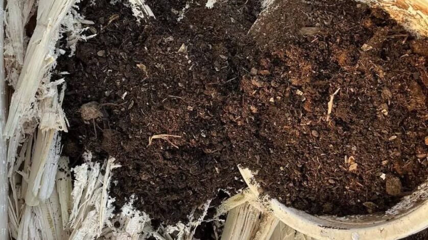 ba mia lot day chau trong rau 1