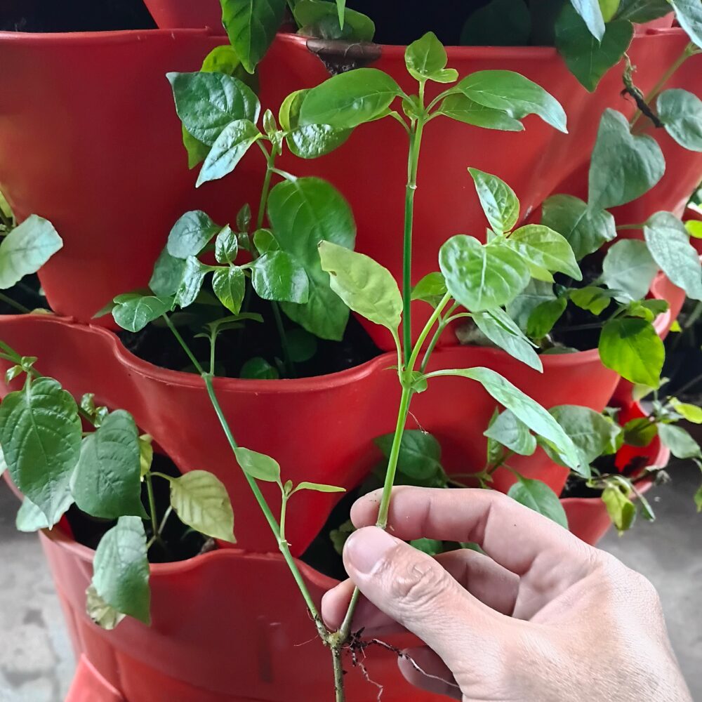 Rau ngót Nhật loại rau dễ trồng và nấu canh ngon 4 cây giống rau ngót nhật