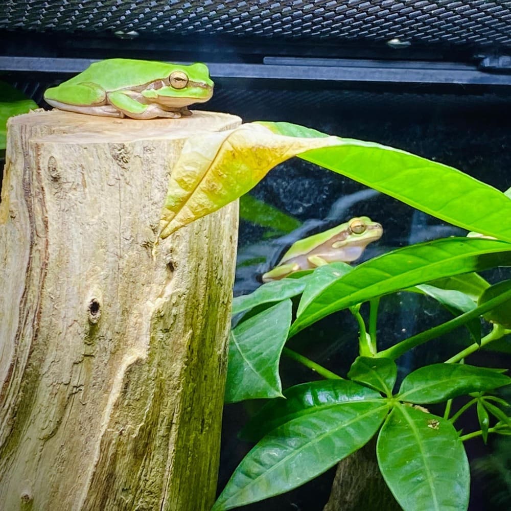 ếch cây