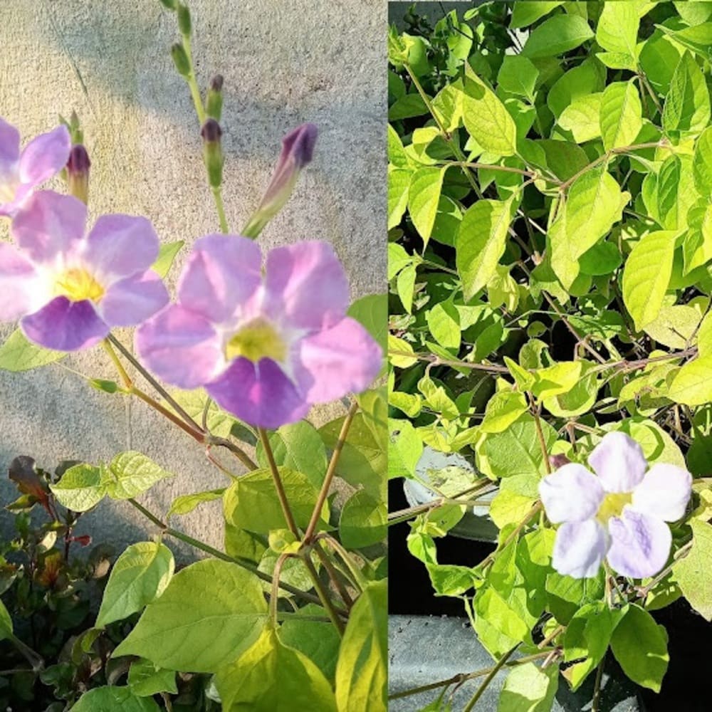 Rau ngót Nhật loại rau dễ trồng và nấu canh ngon 5 hoa rau ngot nhat