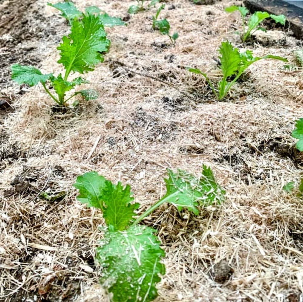 phu goc rau bang ba mia