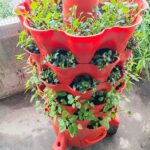 Rau ngót Nhật loại rau dễ trồng và nấu canh ngon 10 rau ngot nhat