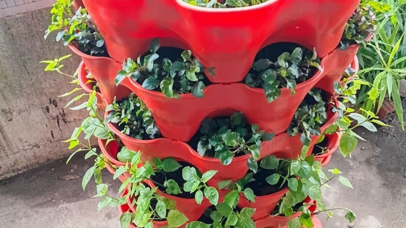 Rau ngót Nhật loại rau dễ trồng và nấu canh ngon 1 rau ngot nhat