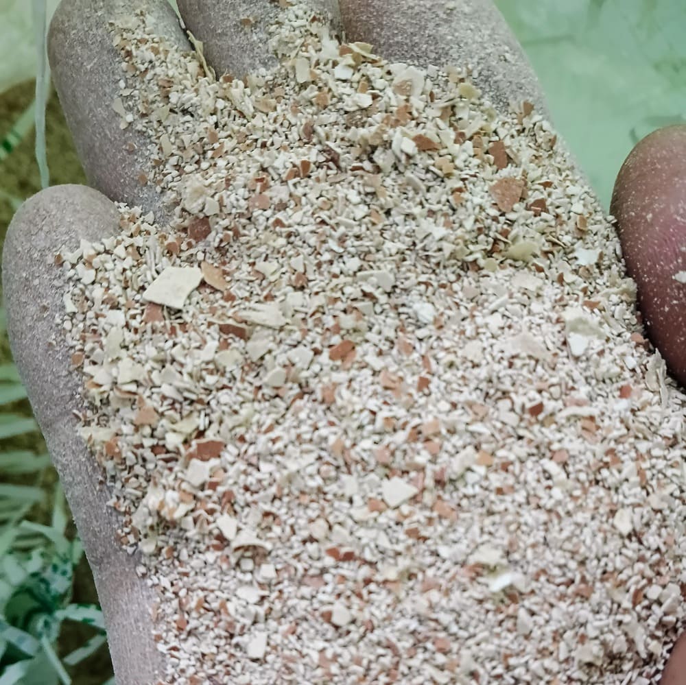 Vỏ trứng gà bón cây
