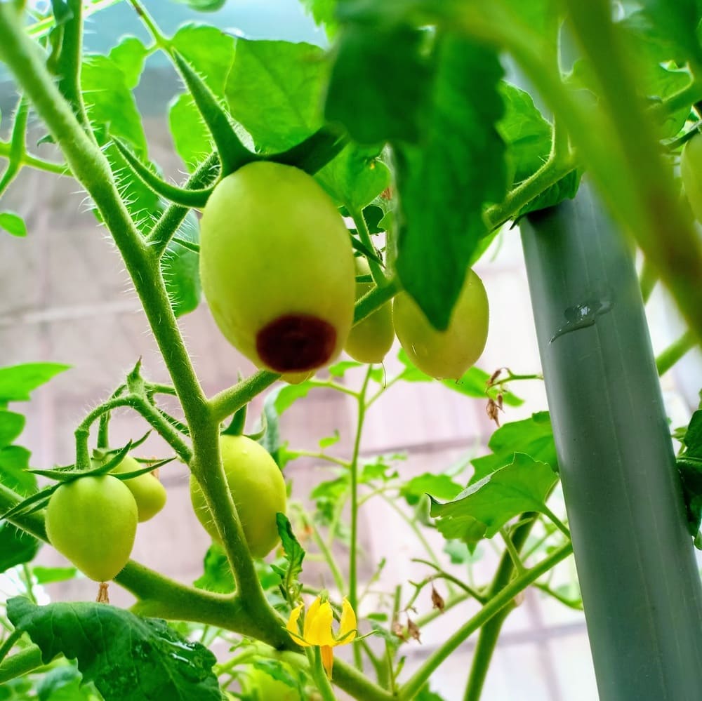 Vỏ trứng gà bón cây