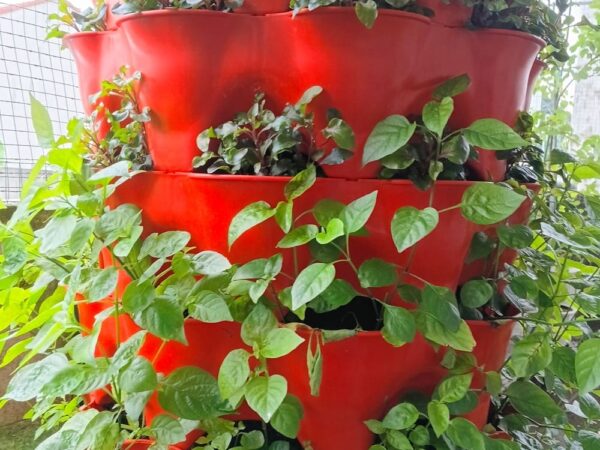 Thap trong rau Eco Viet Nam