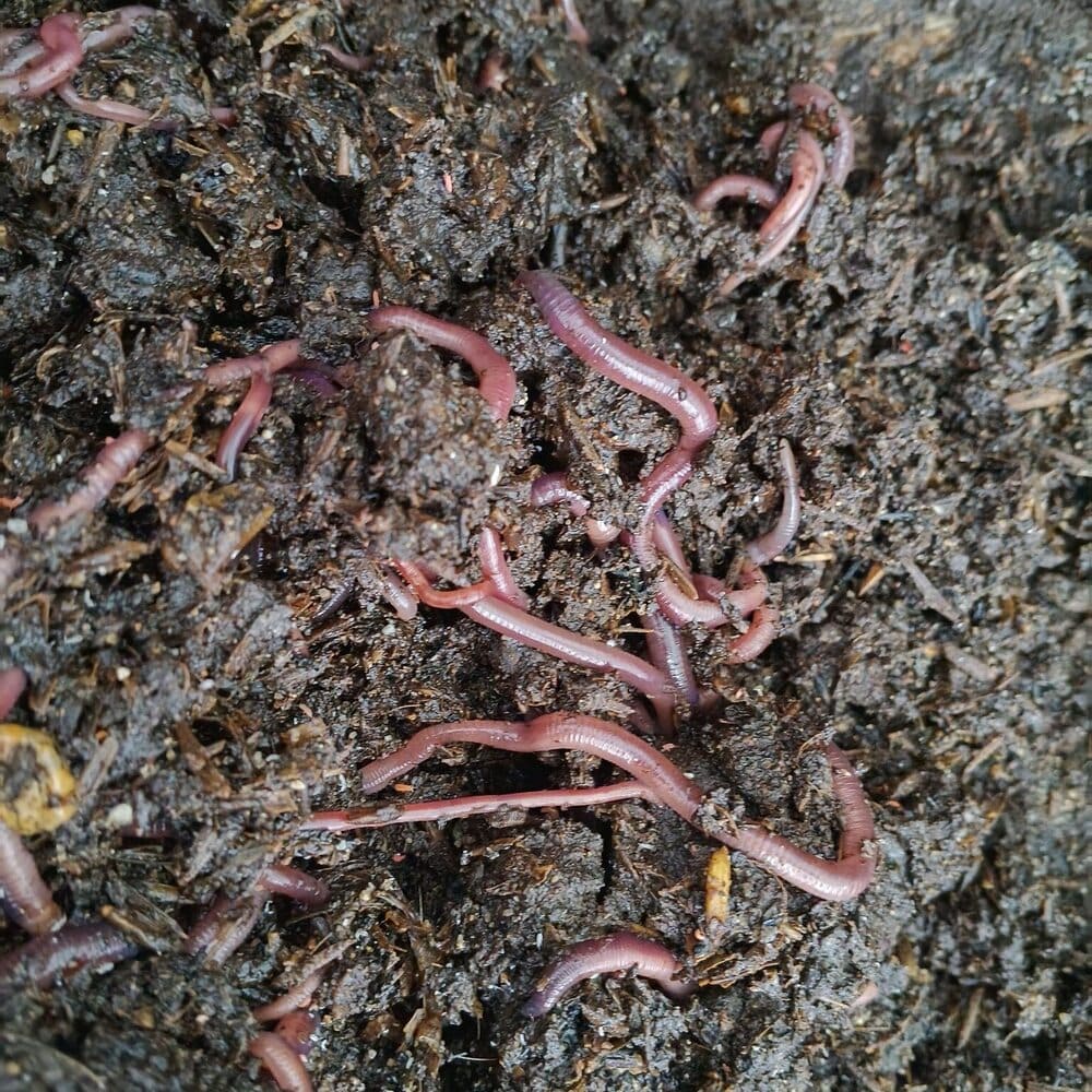 cách xử lý rác hữu cơ