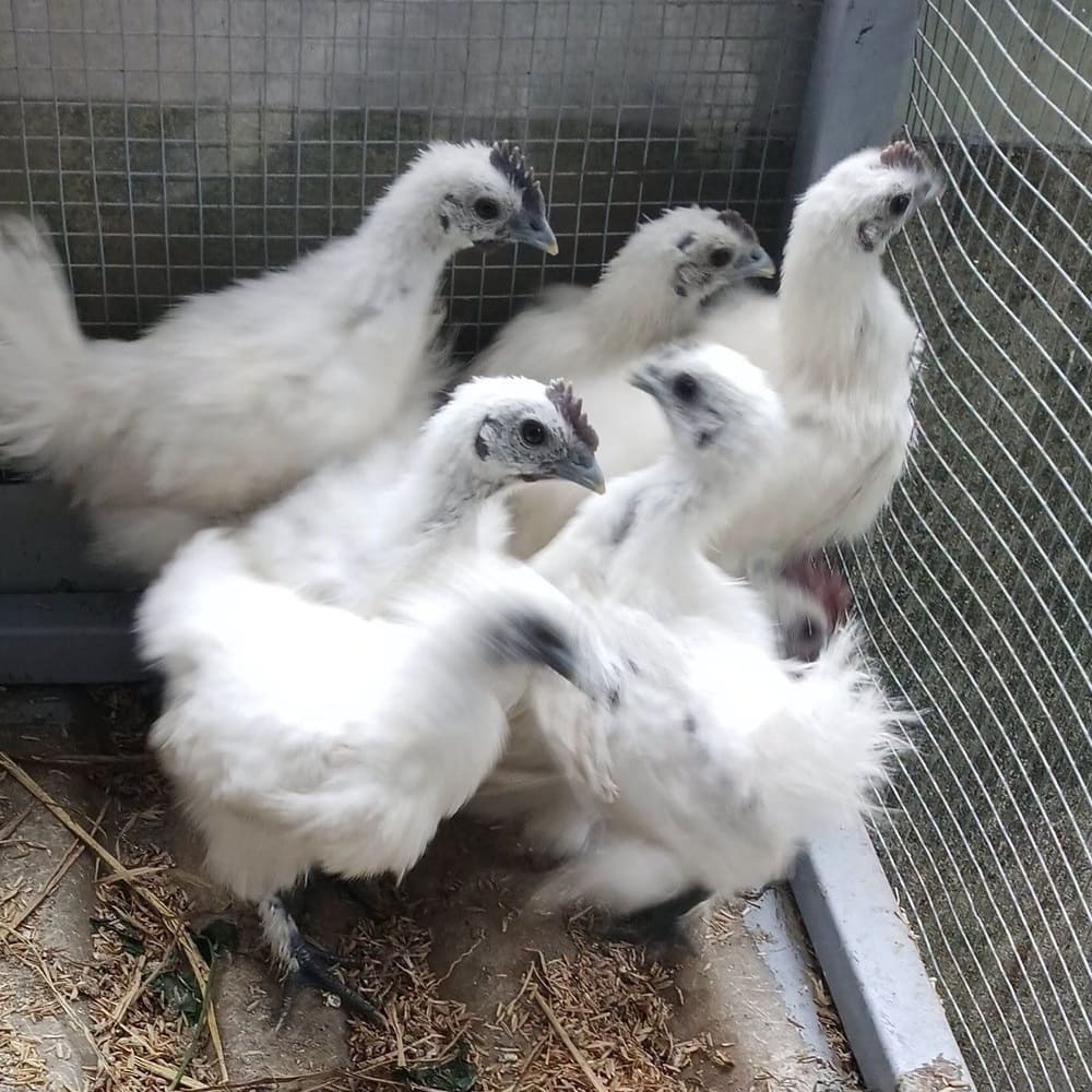 Cách nuôi gà trên sân thượng không hôi đạt hiệu quả, kết hợp nuôi chim bồ câu và nuôi trùn quế 4 gà ác
