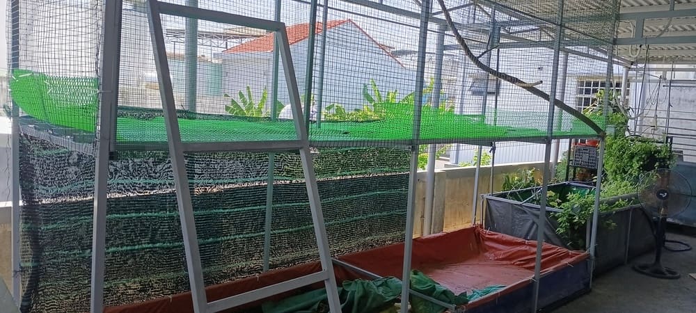 Cách nuôi gà trên sân thượng không hôi đạt hiệu quả, kết hợp nuôi chim bồ câu và nuôi trùn quế 6 cách nuôi gà trên sân thượng không hôi