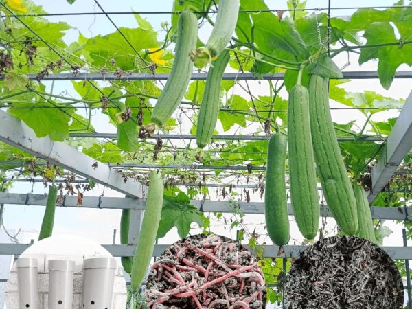 Cách ủ rác nhà bếp làm phân bón đơn giản không hôi và cải tạo đất để có những lứa rau bội thu 5 cach u rac nha bep 1