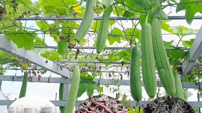 Cách ủ rác nhà bếp làm phân bón đơn giản không hôi và cải tạo đất để có những lứa rau bội thu 1 cach u rac nha bep 1