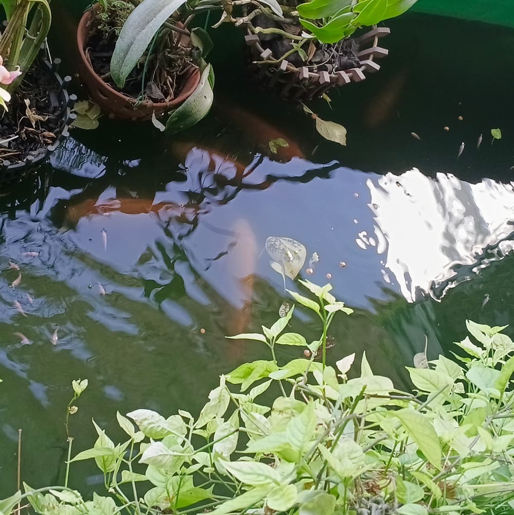 Nuôi cá trồng rau trên sân thượng mô hình aquaponics 3 Làm nuôi cá trên sân thượng