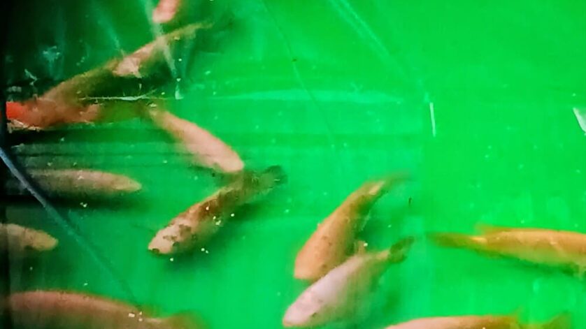 Nuôi cá trồng rau trên sân thượng mô hình aquaponics 1 Nuoi ca trong rau tren san thuong 1