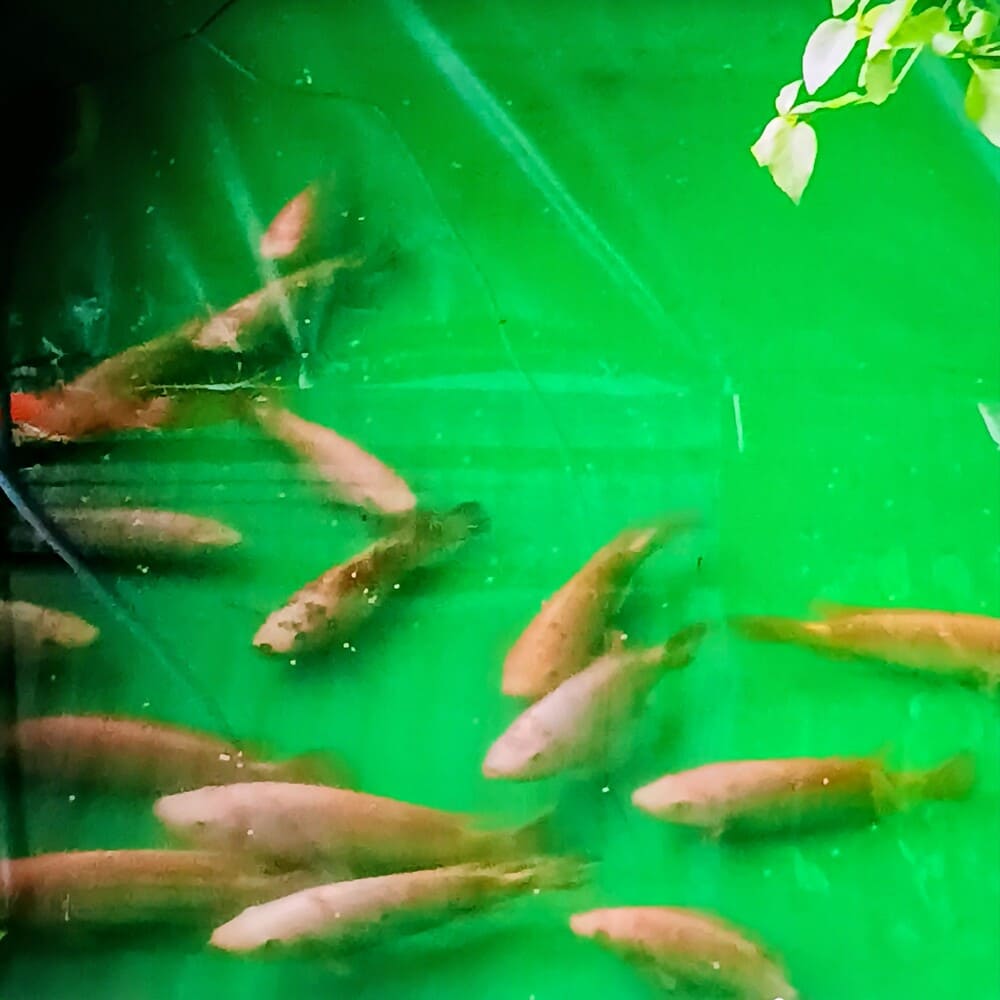 Nuôi cá trồng rau trên sân thượng mô hình aquaponics 2 Nuôi cá trồng rau trên sân thượng