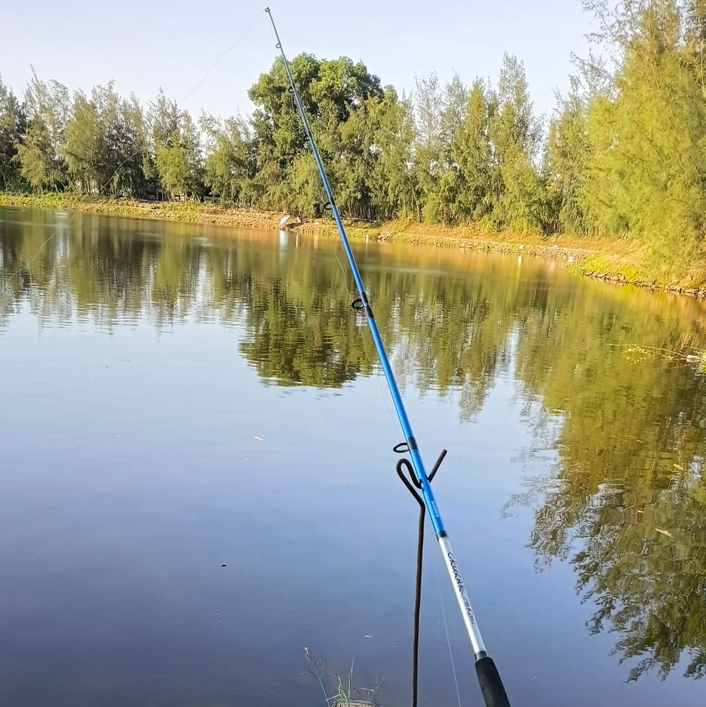 c&aacute;ch c&acirc;u c&aacute; r&ocirc; phi tự nhi&ecirc;n