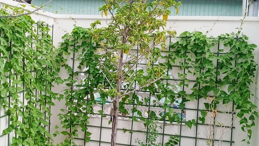 Giàn dây leo cây thép bọc nhựa và khung sắt dây cáp bền gọn đẹp 1 Gian day leo bang cay thep boc nhua