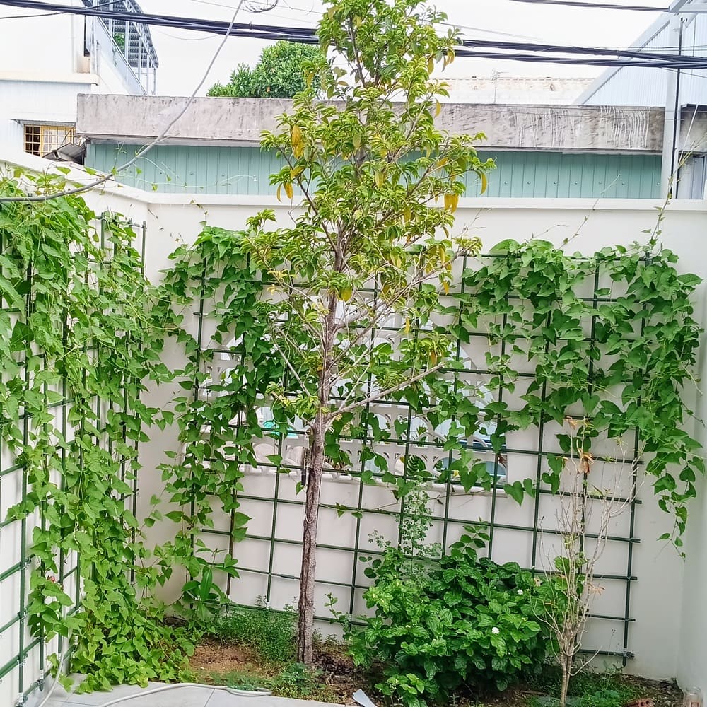 Giàn dây leo cây thép bọc nhựa và khung sắt dây cáp bền gọn đẹp 3 cách làm giàn dây leo